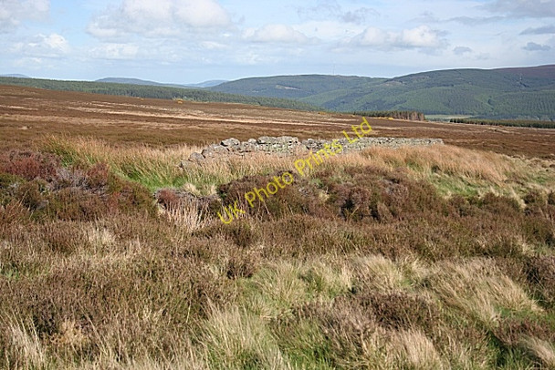 Photo 6"x4" Moss of Rothes Rothes c2007