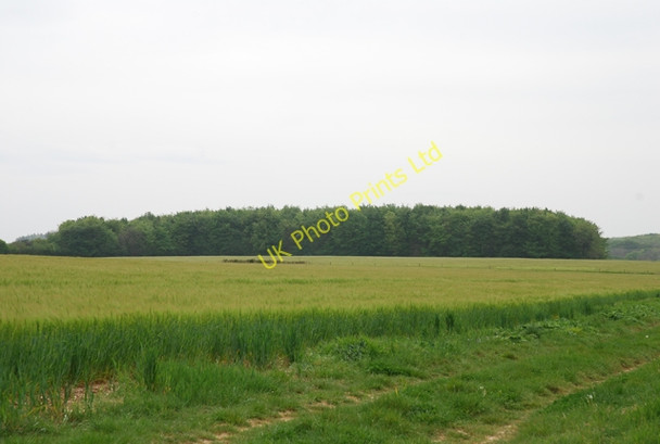 Photo 6"x4" Heathy Field Coppice Lower Whatcombe c2007