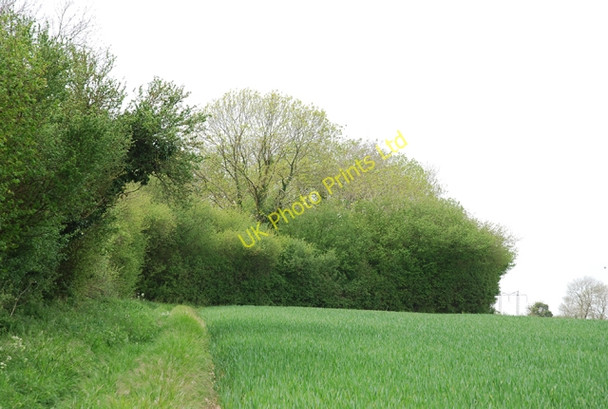 Photo 6"x4" Small unnamed clump of wood Thornicombe c2007