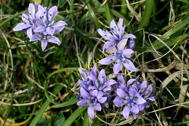 Photo 6"x4" Spring Squill (Scilla verna) Isallt Bach c2007