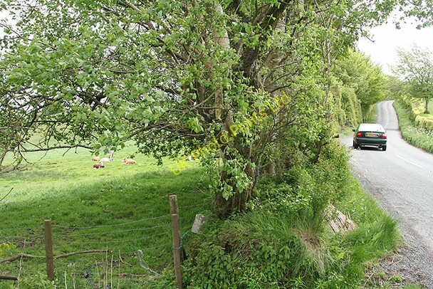 Photo 6"x4" Brompton Regis: by Stolford Hill Cross Bridgetown\/SS9233 c2007
