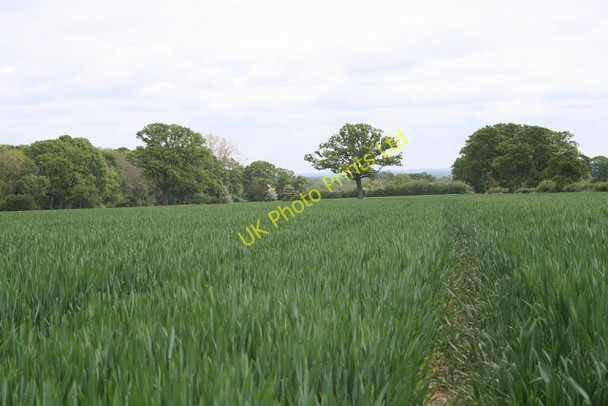 Photo 6"x4" Wheat Field, Woodend Farm Marl Bank c2007