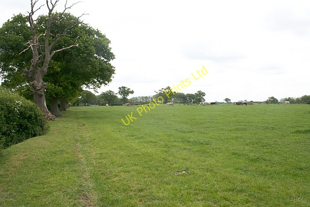 Photo 6"x4" Cows on the Run! Marl Bank c2007