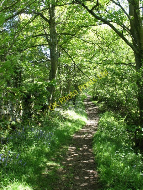 Photo 6"x4" Shady lane, Fremington. Fremington\/SE0499 c2007