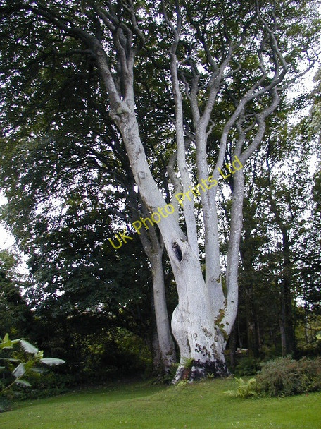 Photo 6"x4" Beech tree in the garden of Glebe House Church Hill\/C0615 c2003