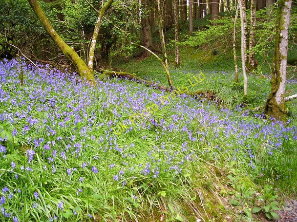 Photo 6"x4" Bluebells in Kirroughtree Forest Stronord c2007