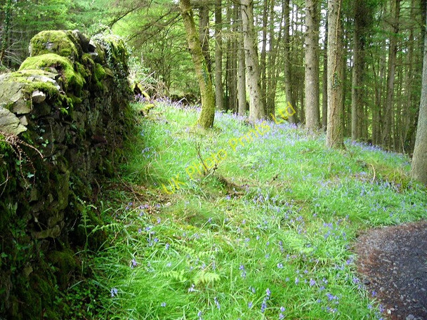 Photo 6"x4" Bluebells in Kirroughtree Forest Stronord c2007 P1
