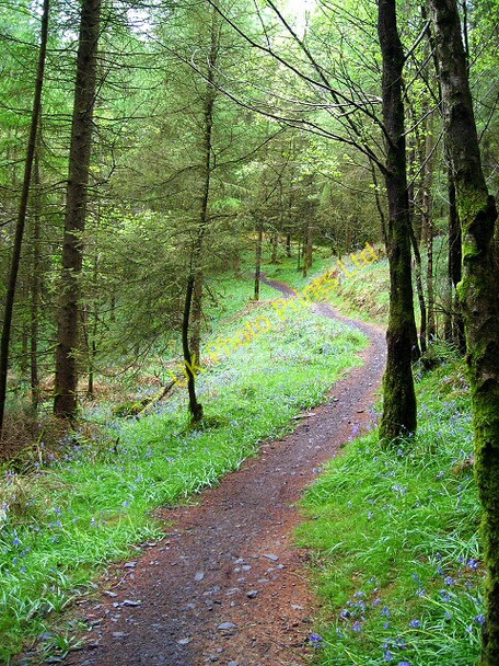 Photo 6"x4" Cycle Trail in Kirroughtree Forest Stronord c2007 P1