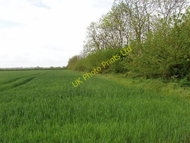 Photo 6"x4" Wheat field Elmhurst\/SP8215 c2007