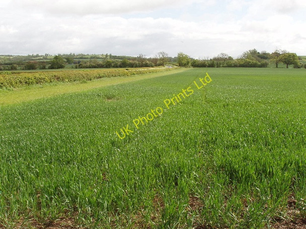 Photo 6"x4" Wheat field near Groveway Farm East End\/SP8118 c2007