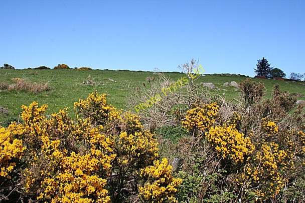 Photo 6"x4" Wether Hill Ramsburn c2007