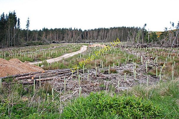 Photo 6"x4" Moss Wood Moss-side\/NJ5550 c2007