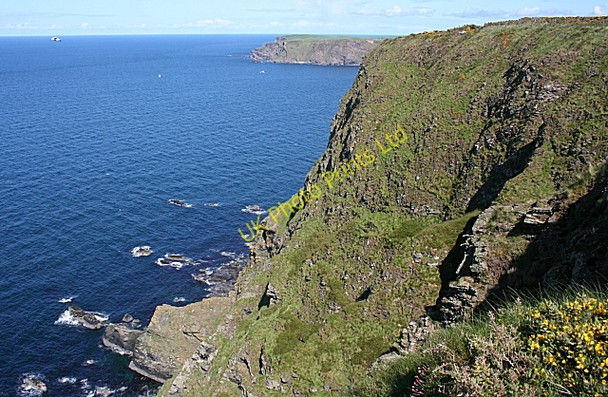 Photo 6"x4" More Head Crovie c2007 P1