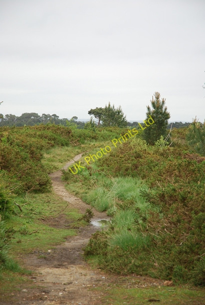 Photo 6"x4" Path across Canford Heath Alderney c2007