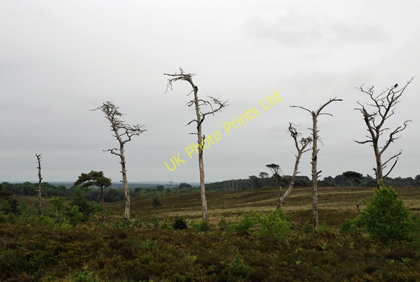 Photo 6"x4" Spindly trees on Canford Heath Alderney c2007