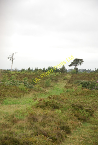 Photo 6"x4" Canford Heath Nature Reserve Alderney c2007