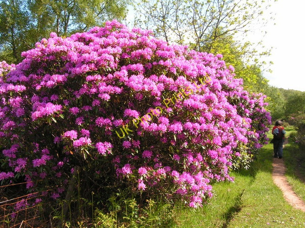 Photo 6"x4" Rhododendron in flower Hall Waberthwaite c2007