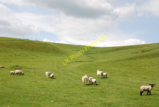 Photo 6"x4" Ibberton Long Down Turnworth c2007