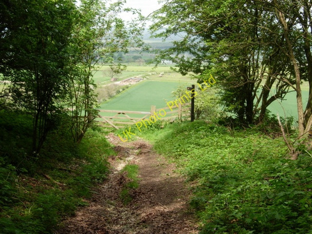 Photo 6"x4" The Wolds Way leaving South Wold Plantation Thorpe Bassett c2007