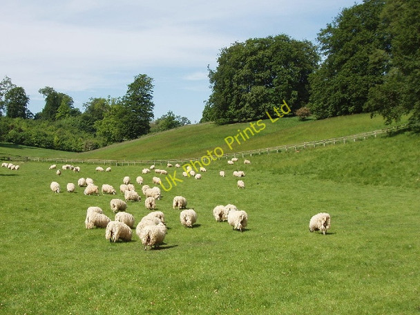 Photo 6"x4" Sheep in Blenheim Great Park Woodstock\/SP4416 c2007