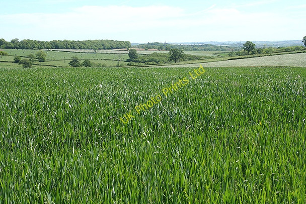 Photo 6"x4" Filleigh: wheat field Filleigh\/SS6627 c2007