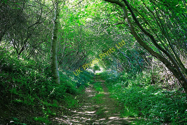 Photo 6"x4" Footpath southwest of Dean Farm, Kilmeston Kilmeston c2007