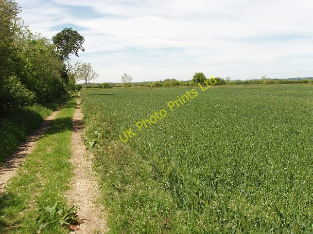 Photo 6"x4" Wheat field Sutton\/SP4106 c2007