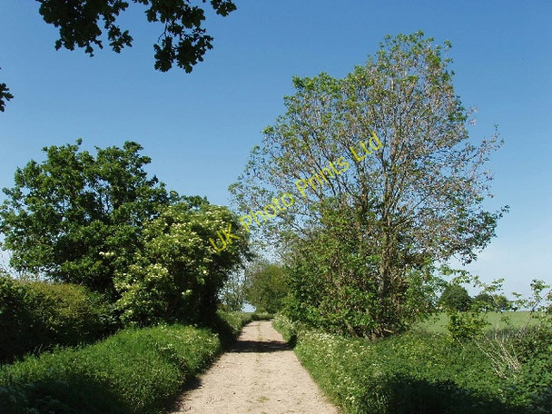 Photo 6"x4" Oak, elder and ash trees Netherton\/SU4199 c2007