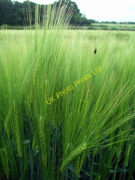 Photo 6"x4" Bugs on barley Hempshill Vale c2007