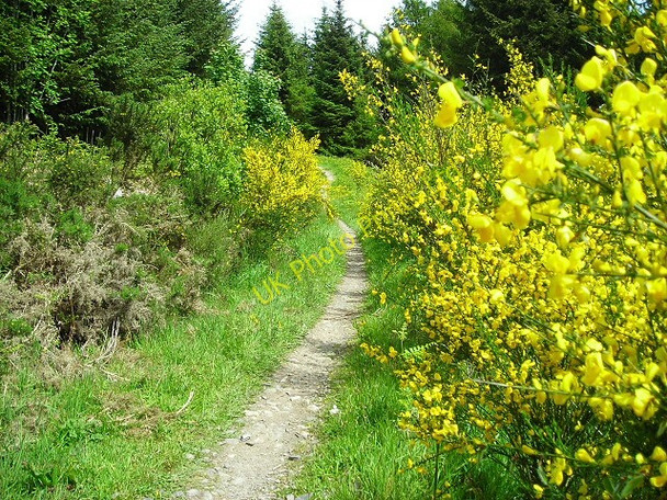 Photo 6"x4" Cycle Trail in Dalbeattie Forest Barend\/NX8855 c2007