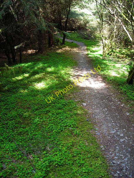 Photo 6"x4" Cycle Trail in Dalbeattie Forest Palnackie c2007