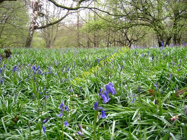 Photo 6"x4" Wain Wood, Preston, Hertfordshire Preston\/TL1724 c2005