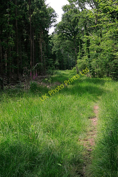 Photo 6"x4" Footpath through Lee Ground Coppice Lee Ground c2007