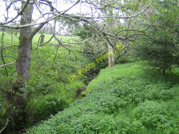 Photo 6"x4" Stream near Harbottle Grange Burradon\/NT9806 c2007