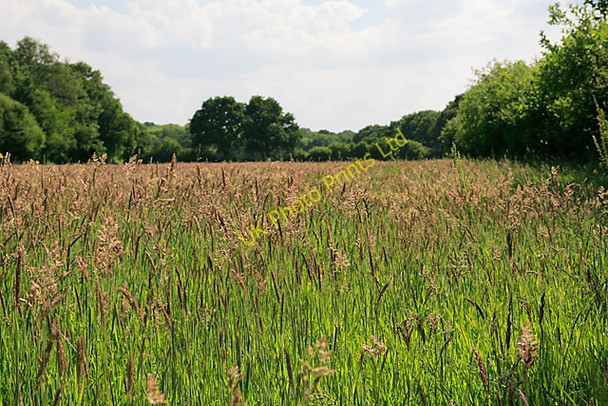 Photo 6"x4" Footpath through the fields from River Lane to Fontley House Farm Fareham c2007