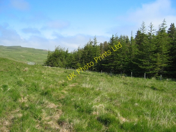 Photo 6"x4" Edge of Glen Varragill Forest Mugeary c2007