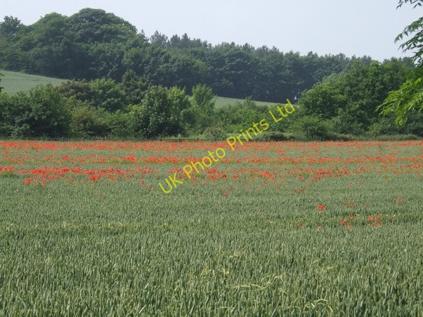 Photo 6"x4" Poppies in the Wheat Field Haughton\/SJ7408 c2007