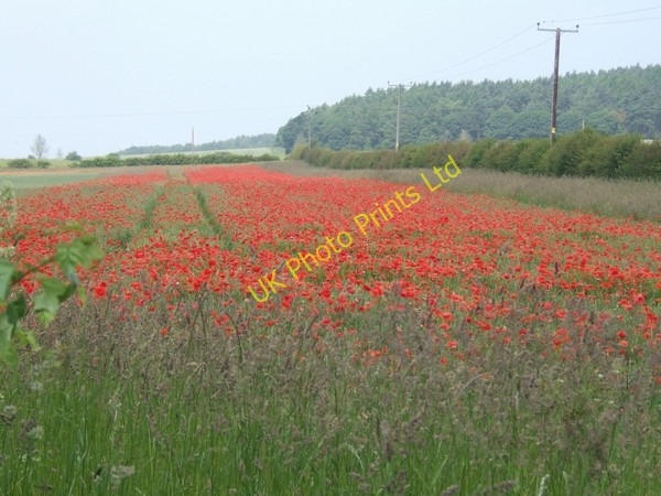 Photo 6"x4" Red blanket below Lizard Hill Tong Forge c2007
