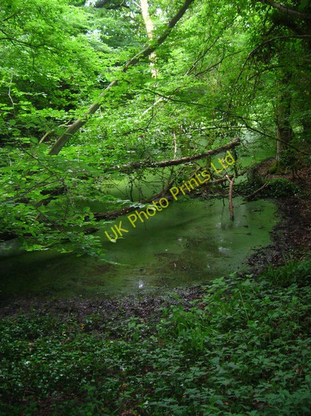Photo 6"x4" Pond, Pain's Wood Bodle Street Green c2007