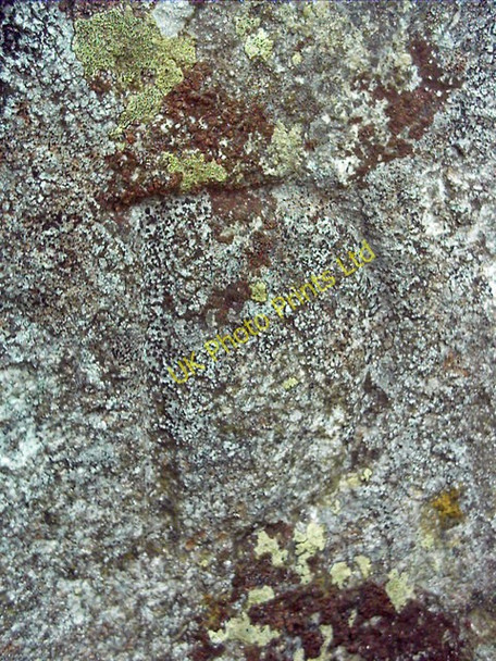Photo 6"x4" Milestone - Close up 2 Brideswell\/NJ5739 c2007