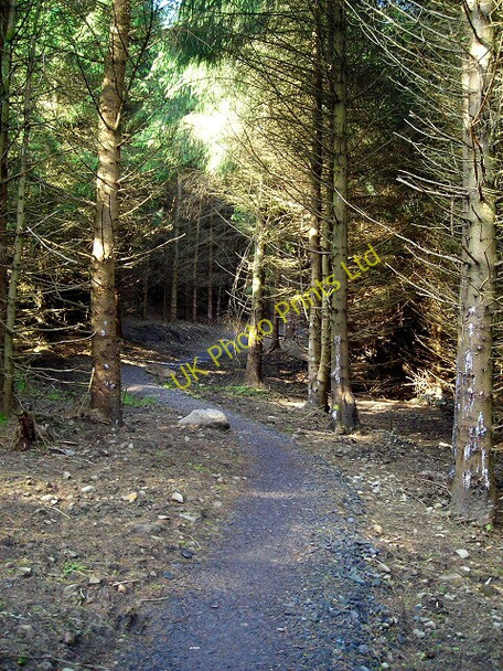 Photo 6"x4" Cycle Trail in Carron Valley Forest Cock Hill\/NS7182 c2007