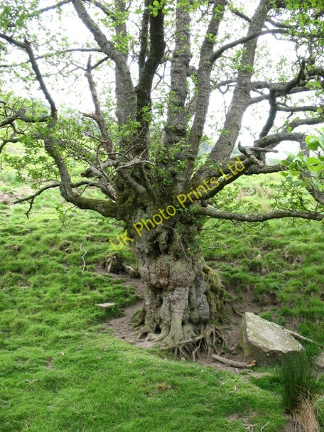 Photo 6"x4" Pollarded Alder at Arngill. Keld\/NY8901 c2007