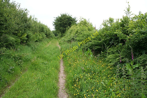 Photo 6"x4" North Molton: track to Bampfylde Clump Heasley Mill c2007