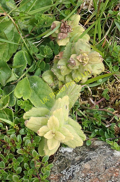 Photo 6"x4" Pyramidal Bugle (Ajuga pyramidalis) Ballintoy c2007