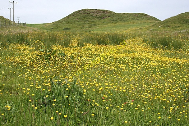 Photo 6"x4" Buttercups or Spearwort? Ballintoy c2007