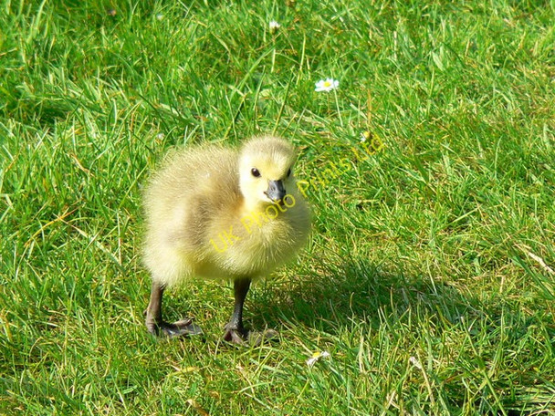 Photo 6"x4" Canada gosling, Coate Water, Swindon Coate\/SU1882 c2007
