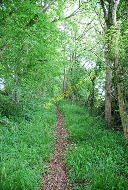 Photo 6"x4" Fir Drove (path) looking like a path Baverstock c2007