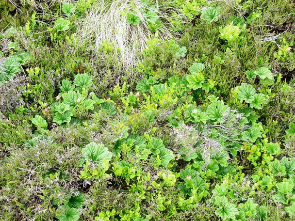 Photo 6"x4" Miaren Gor. Rubus Chamaemorus. Cloudberry Bwrdd Arthur (Cairn) c2007
