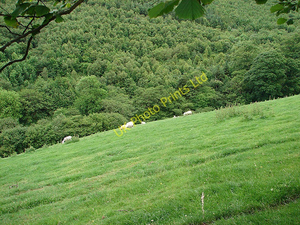Photo 6"x4" Pasture in Cwm Nant Heli Bont Dolgadfan c2007