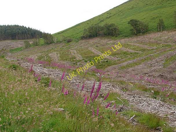 Photo 6"x4" Foxgloves re-claiming a cleared forestry area Bont Dolgadfan c2007